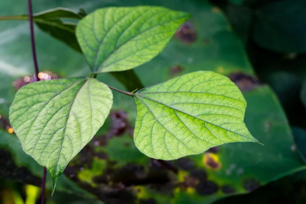 Closeup Shot Hyacinth Bean Lablab Purpureus Leaves Organic Indian Garden — ストック写真