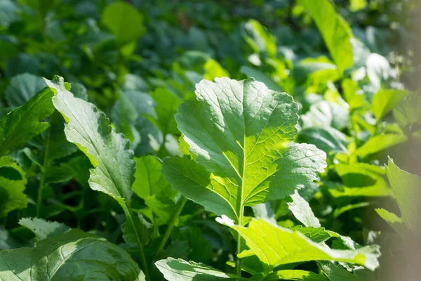 Radish Raphanus Sativus Plantation Organic Indian Garden Green Leafy Vegetable — Foto Stock