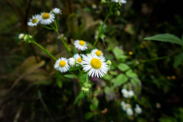 Common Daisy Bellis Perennis Flowers Leaves Buds India Forest — Stock Photo, Image
