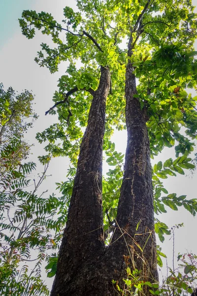 Wide Angle Shot Shorea Robusta Sal Tree Indian Forest Large — ストック写真