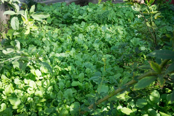 Radish Raphanus Sativus Plantation Organic Indian Garden Green Leafy Vegetable — Stock Photo, Image