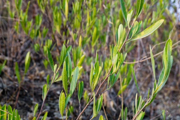 Ένα Κοντινό Πλάνο Του Hopbush Dodonaea Viscosa Στις Ινδικές Ζούγκλες — Φωτογραφία Αρχείου