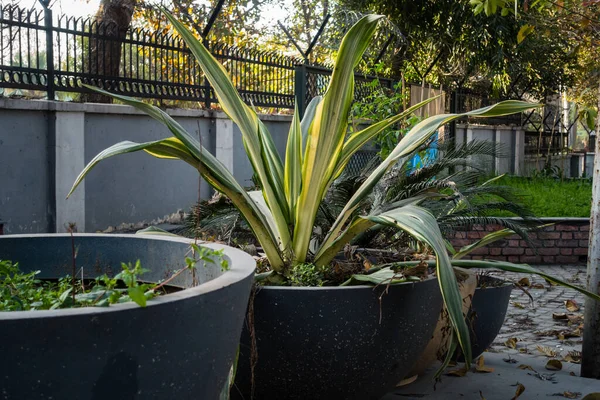 Mauritius Hemp Furcraea Foetida Plant Growing Big Decorative Flower Pot — Foto de Stock