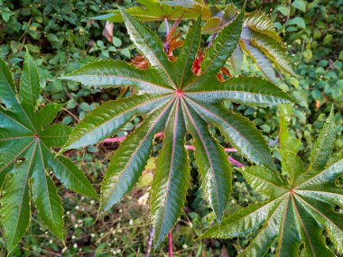 Hint yağı yaprağı ve tohumlarının yakın çekimi. Hint fasulyesi ya da Hint yağı bitkisi (