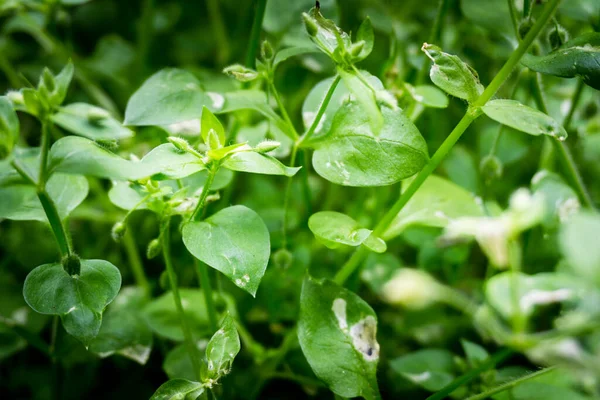 Stellaria medyasının yakın plan çekimi, Chickweed, Caryophyllaceae familyasından yıllık ve uzun ömürlü bir çiçekleme bitkisidir. Uttarakhand Hindistan