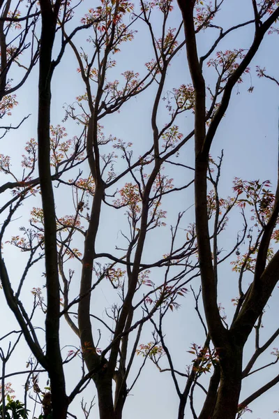 Árbol Lila Indio Nimtree Hojas Que Crecen Después Temporada Otoño — Foto de Stock