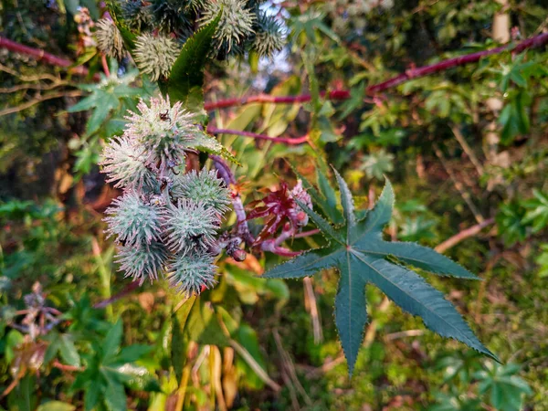 キャスターオイル植物の葉や種子の閉鎖ショット リキヌス コミュニス Ricinus Communis トウガラシ科の多年生の開花植物の一種である ウッタラーカンド インディア — ストック写真