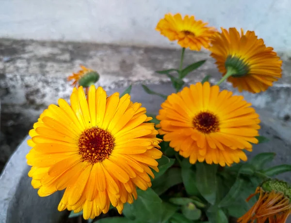 Tiro Close Calêndula Pote Calêndula Officinalis Flores Plena Floração Agregado — Fotografia de Stock