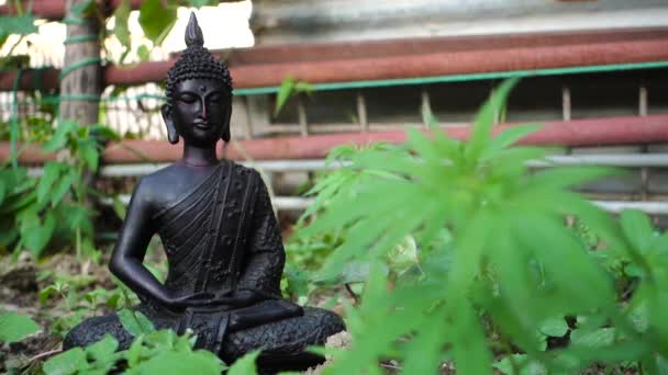 Isolated Black Stone Buddha Statue Sitting Lotus Pose Natural Surrounding — Stok video