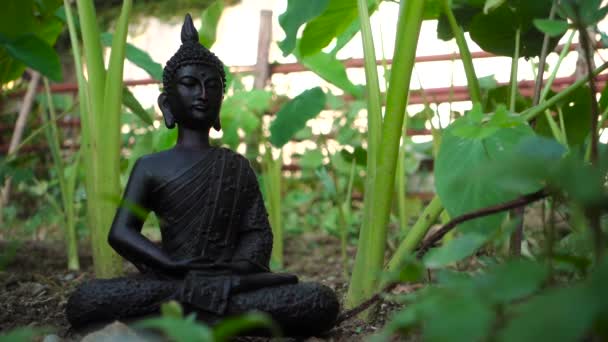 Изолированная Статуя Будды Черного Камня Сидящая Позе Лотоса Естественной Среде — стоковое видео