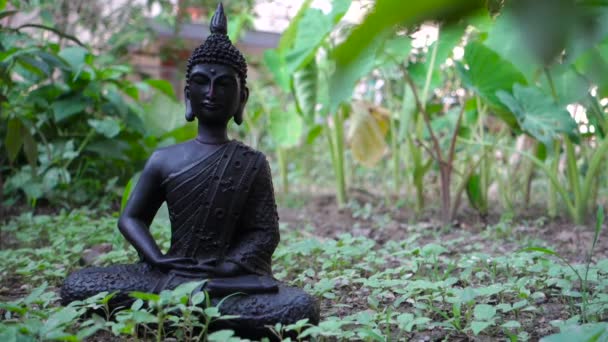 Isolated Black Stone Buddha Statue Sitting Lotus Pose Natural Surrounding — Stok video