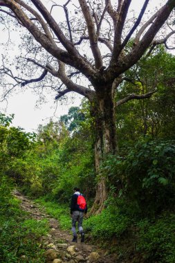 30 Aralık 2020. Dehradun, Uttarakhand, Hindistan. Uzun boylu bir adam, aşağı Himalayalar 'da kırmızı bir sırt çantasıyla bir bira ağacının yanında yürüyüş yapıyor..
