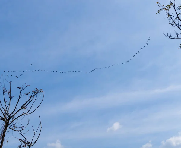 Line Migrating Birds Flying Row Blue Skies Uttarakahnd India — Stock Photo, Image