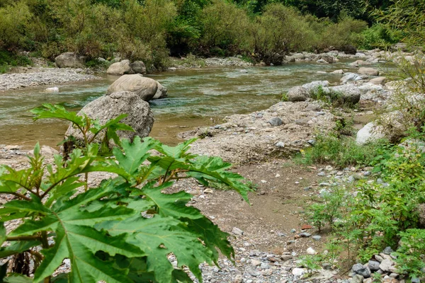 Tiro Ângulo Largo Rio Que Flui Através Floresta Índia Rural — Fotografia de Stock