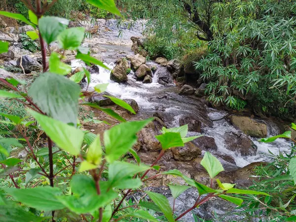 Piccolo Ruscello Che Scorre Attraverso Foresta Con Piante Verdi Alberi — Foto Stock