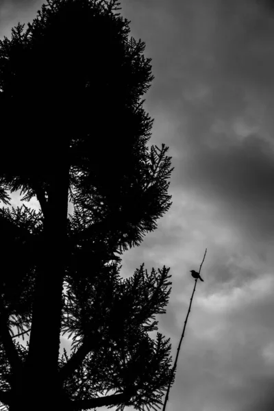 A black and white silhouette of a small perching bird on a twig with an overcast sky in the background. Dehradun uttarakhand India