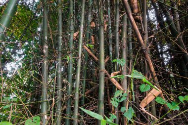 Hindistan 'ın Uttarakhand şehrinde yoğun bambu ormanı.