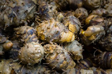 Çiğ zerdeçal kökü ve deri hasat sonrası görüntüsü. Uttarakhand Hindistan. Zerdeçal, kronik iltihabı ve bu gibi hastalıkları önleyebilecek antienflamatuar özellikler göstermiştir..