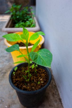 Hindistan 'da bir evde tencerede büyüyen küçük bir Capsicum bitkisi. İzole edilmiş yeşil saksı beton zemine yerleştirilmiş..