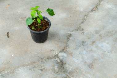 Hindistan 'da bir evde tencerede büyüyen küçük bir Capsicum bitkisi. İzole edilmiş yeşil saksı beton zemine yerleştirilmiş..
