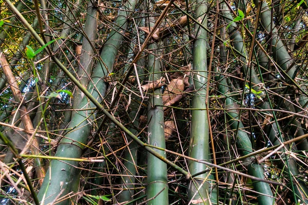 Dichter Bambusdschungel Der Stadt Uttarakhand Indien — Stockfoto