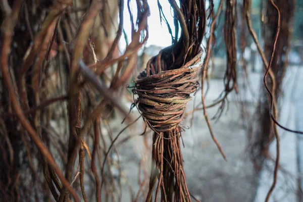 バンヤンの木 フィカス ベンガレンシスのぶら下がっている支柱の根の孤立したショット ウッタラーカンド インディア — ストック写真