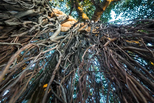 Banyan ağacı Ficus benghalensis 'in sahne arkası çekimleri. Uttarakhand Hindistan.