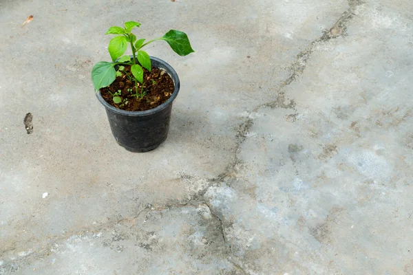 Маленькое Растение Капсикум Растущее Горшке Индийском Доме Изолированный Зеленый Цветочный — стоковое фото