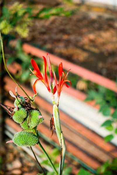 カンナ インディアマヤの食品工場インドの庭の薬用植物の花 葉のクローズアップショット — ストック写真