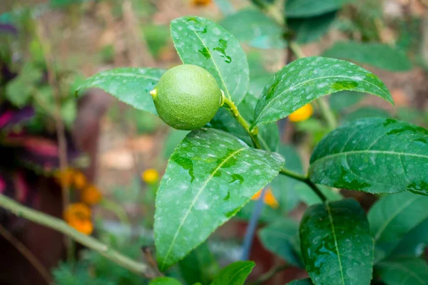 Djeruk Limau Comumente Conhecido Como Limão Limão Pendurado Uma Árvore — Fotografia de Stock