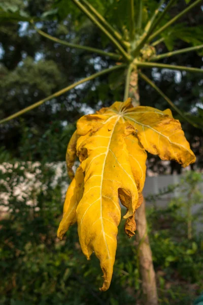 나무에서 말라죽은 파파야 잎입니다 정원에 파파야 — 스톡 사진