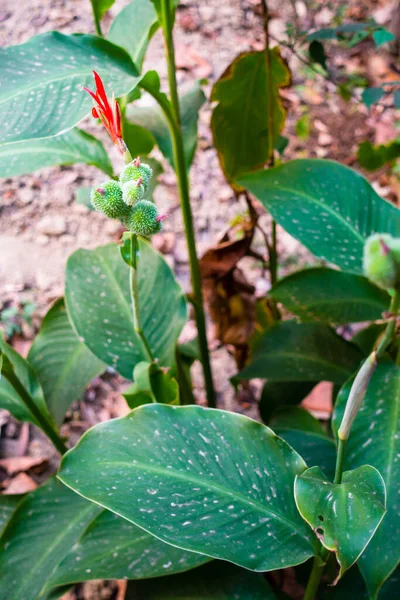カンナ インディアマヤの食品工場インドの庭の薬用植物の花 葉のクローズアップショット — ストック写真