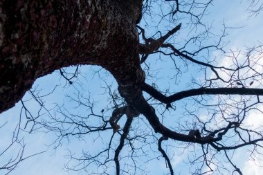Sonbaharda yapraksız dalları olan desenli kabuklu büyük kahverengi bir ağaç. uttarakhand ormanları, Hindistan