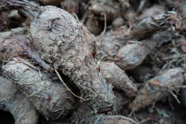 Colocasia Esculenta 'da taro bitkisinin yakın plan çekimi. Öncelikle yenilebilir kordonları için yetiştirilen tropikal bir bitki. Uttarakhand Hindistan.
