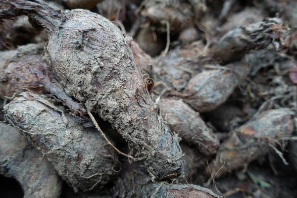 タロイモの根の閉鎖ショット コロカシアEsculenta 熱帯植物は主に食用のコムギのために栽培された ウッタラーカンド インディア — ストック写真