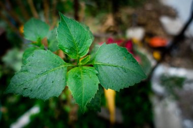 Hint bahçesinde odaklı olmayan dut otunun yakın plan çekimi. Fatoua villosa, Moraceae familyasından yıllık bir bitki türü..