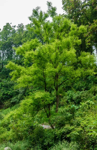 Gruppo Alberi Verdi Nella Giungla Uttarakhand India Durante Monsone — Foto Stock