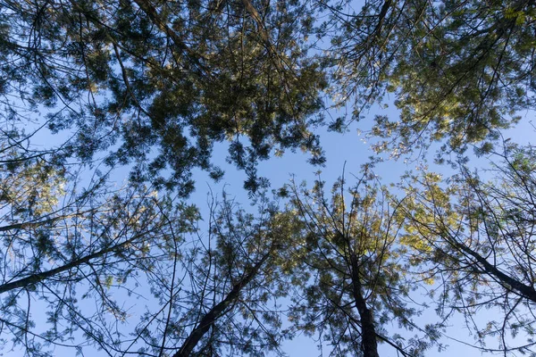 Wide Angle Upward Canopy Shot Beautiful Green Trees Forest Dehradun — Stock Photo, Image