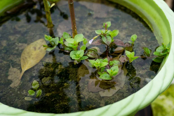 Gros Plan Pots Fleurs Remplis Eau Avec Des Plantes Minuscules — Photo