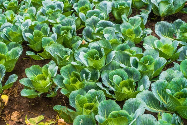 Cavolfiore Coltivato Biologicamente Brassica Oleracea Nelle Colline Dell Uttarakhand India — Foto Stock