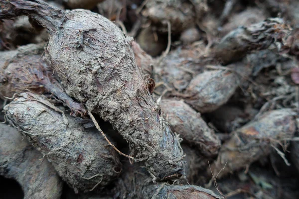 A closeup shot of taro plant roots, Colocasia esculenta. A tropical plant grown primarily for its edible corms. Uttarakhand India.