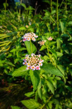 Lantana camara, Amerika Birleşik Devletleri 'nin Verbenaceae familyasına ait bir bitki türü. Hindistan