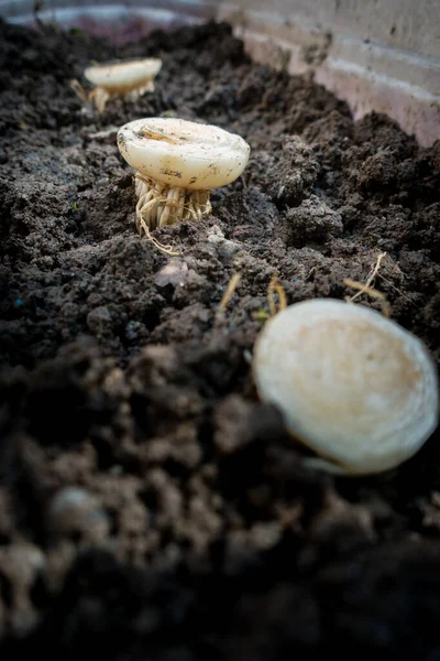 Pianta Lattuga Coltivazione Biologica Una Pentola Piena Terreno Letame Gambo — Foto Stock