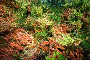 Çok renkli güzel ortanca çiçekleri, genellikle mesic ormanlarında bulunur, genellikle dereler boyunca veya kayalık bölgelerde, ama aynı zamanda daha kuru bölgelerde de yetişir..