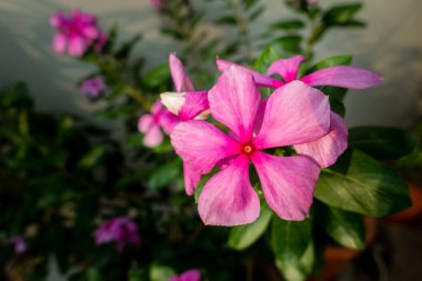 Madagaskar Periwinkle, Apocynaceae familyasından bir çiçekli bitki türüdür. Hint Bahçesi