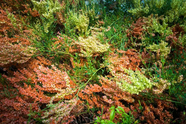 Όμορφη Πολύχρωμη Άγρια Ορτανσία Ανθίζει Συνήθως Βρίσκεται Μεσικό Δάσος Συχνά — Φωτογραφία Αρχείου