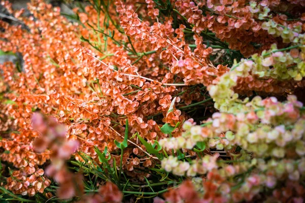 Hermosa Hortensia Silvestre Multicolor Que Florece Generalmente Encuentra Bosques Mesicos —  Fotos de Stock