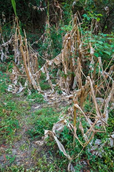 Getrocknete Bananenbäume Aufgrund Von Wassermangel Uttarakhand Indien — Stockfoto