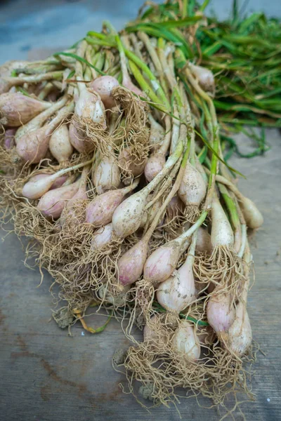 Closeup Shot Raw Garlic Covering Leaves Organically Grown Garlic North — Stockfoto