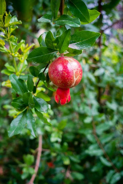 Uma Foto Close Romã Vermelha Cultivada Organicamente Pendurada Jardim Indiano — Fotografia de Stock